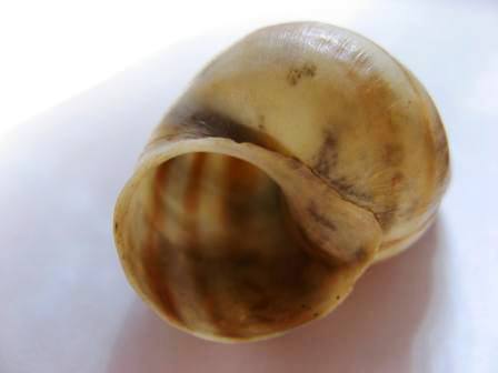 Ancora una e basta cos''�?